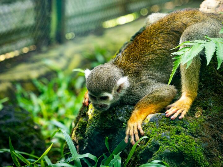 Proyecto de zoolgico de Bristol